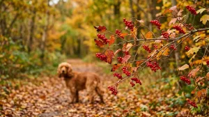 Baies d'automne toxiques pour les chiens