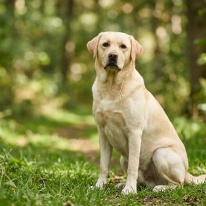 Labrador