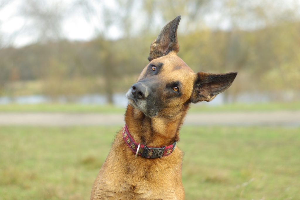 Photo du Malinois