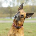 Malinois