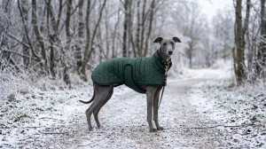 Manteau pour chien : utile ou gadget ?