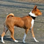 Basenji