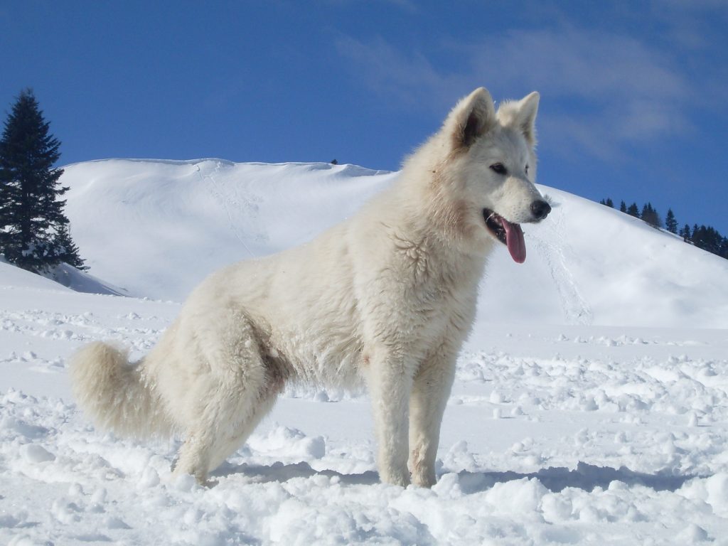 Photo du Berger Blanc Suisse