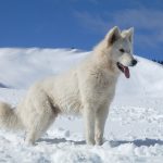 Berger Blanc Suisse