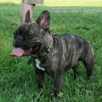 Bouledogue Français