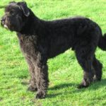 Bouvier des Flandres