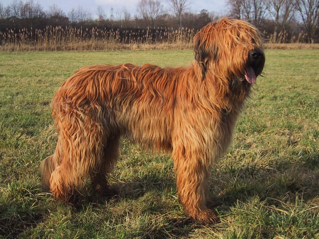 Photo du Briard