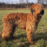 Briard