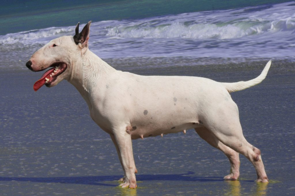 Photo du Bull Terrier