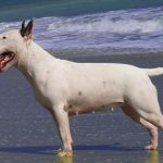 Bull Terrier
