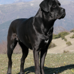 Cane Corso