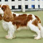 Cavalier King Charles