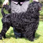 Chien d'Eau Portugais