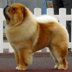 Chow-Chow