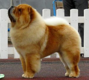 Chow-Chow