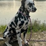 Dalmatien