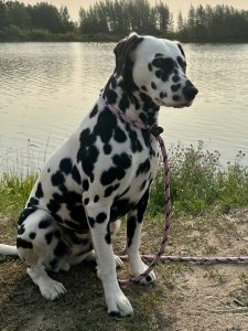 Dalmatien