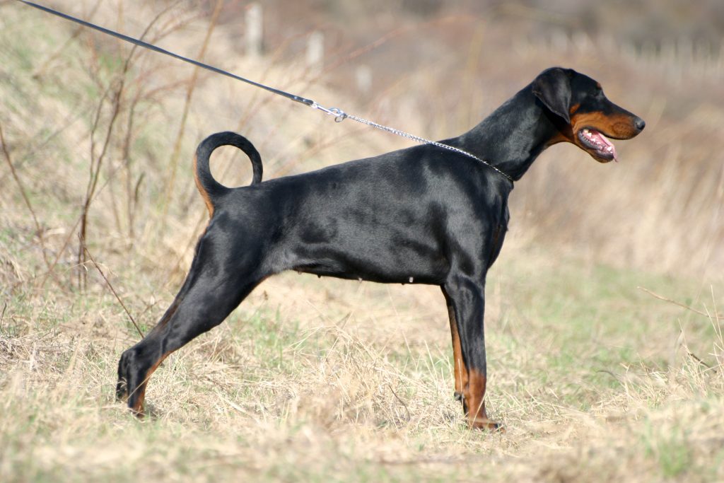 Photo du Dobermann