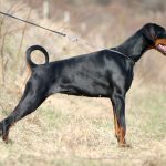 Dobermann