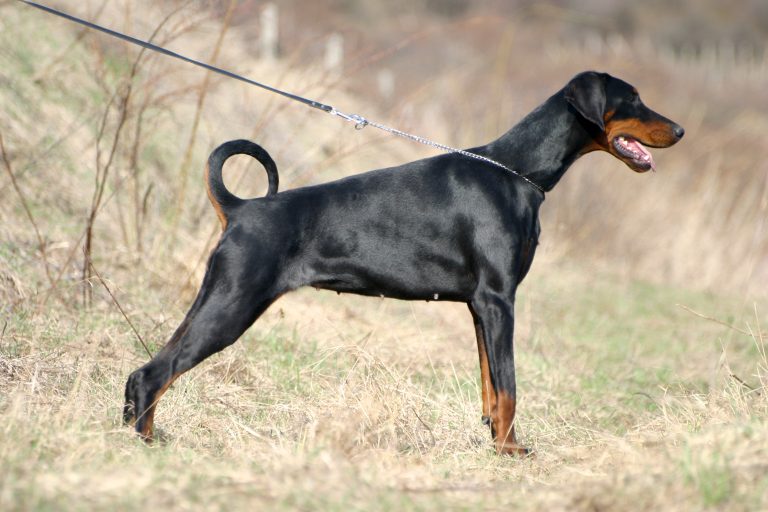 Dobermann