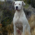 Dogo Argentino