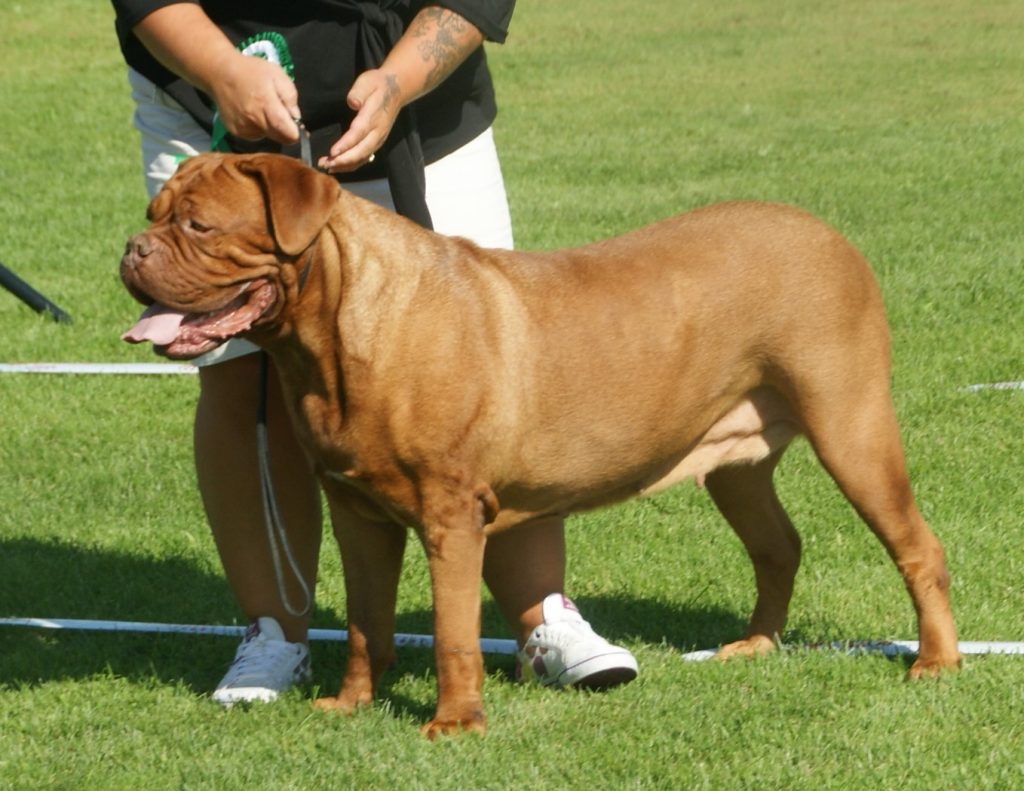 Photo du Dogue de Bordeaux