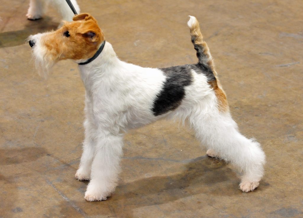 Photo du Fox Terrier