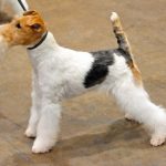 Fox Terrier