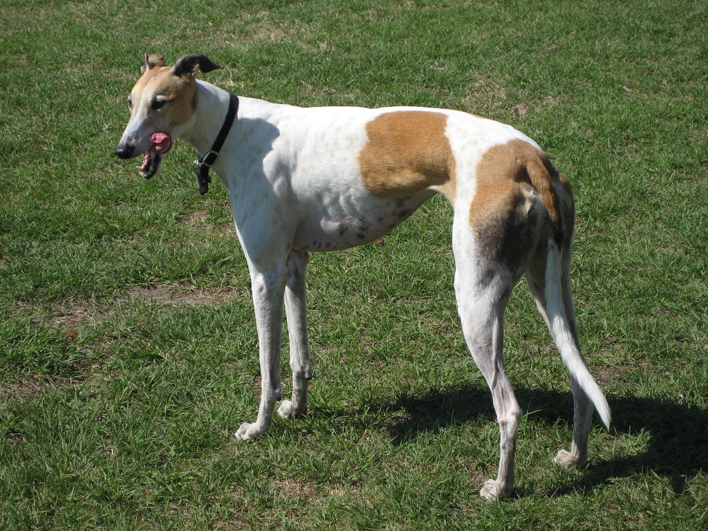 Photo du Greyhound