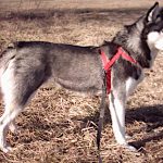Husky Sibérien