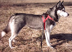 Husky Sibérien
