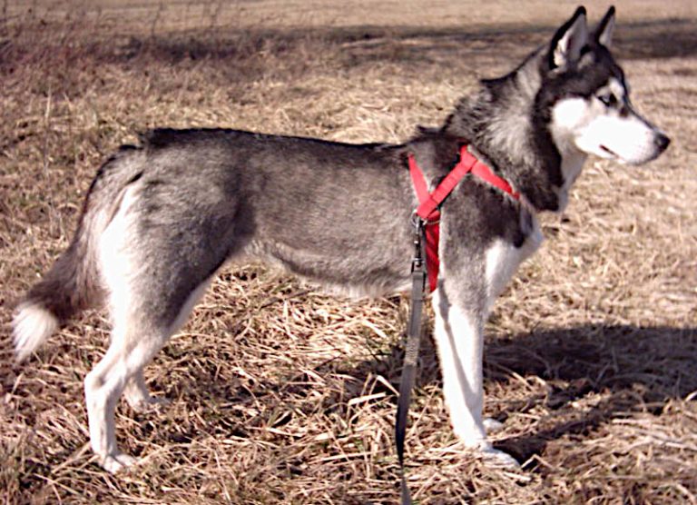 Husky Sibérien