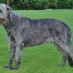 Irish Wolfhound