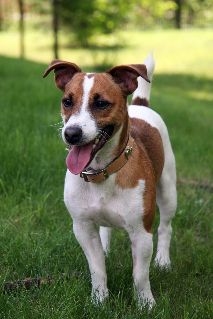 Photo du Jack Russell Terrier