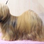 Lhasa Apso