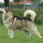 Malamute d'Alaska