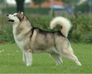 Malamute d'Alaska