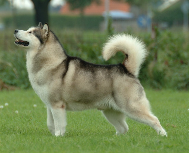 Malamute d'Alaska