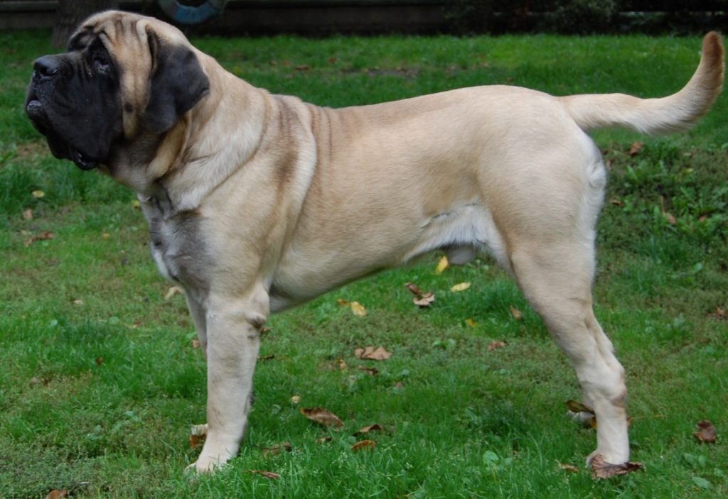 Photo du Mastiff Anglais