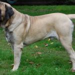 Mastiff Anglais