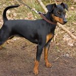Pinscher Nain