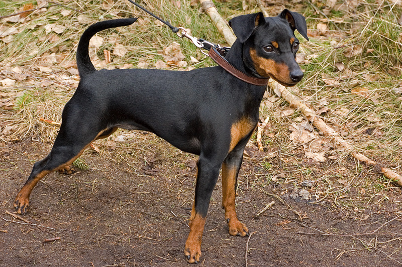 Photo du Pinscher Nain