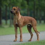 Rhodesian Ridgeback