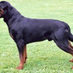 Rottweiler