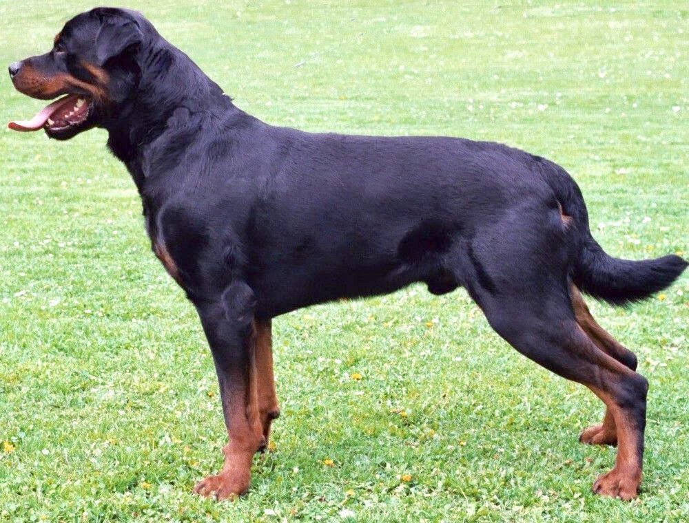 Photo du Rottweiler