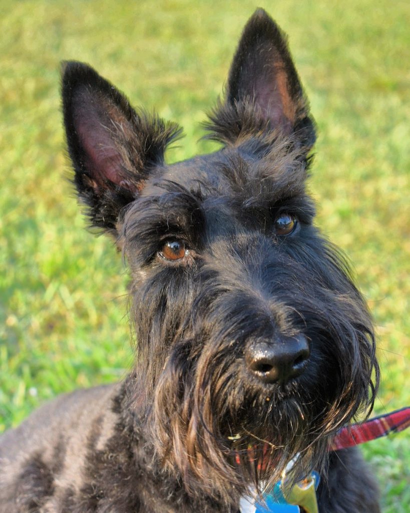 Photo du Scottish Terrier