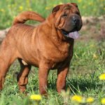 Shar Pei