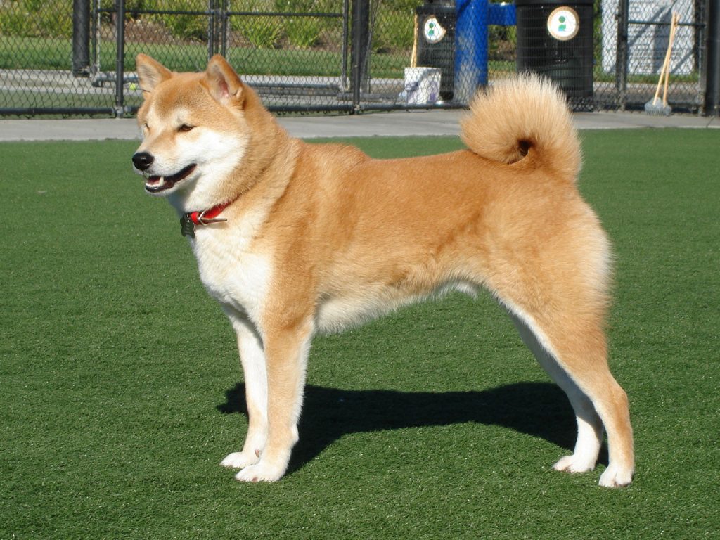 Photo du Shiba Inu