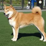 Shiba Inu
