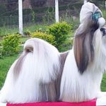 Shih Tzu